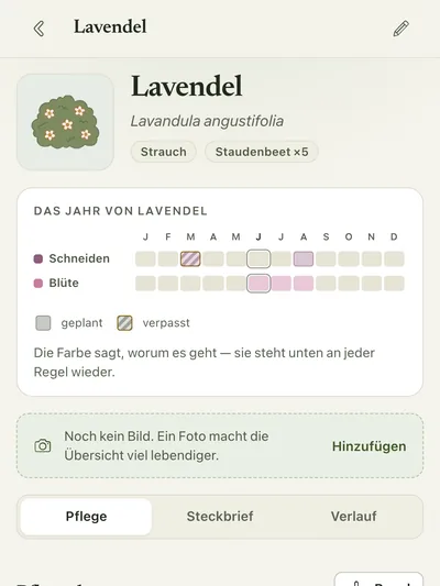 Pflanzenseite Lavendel mit Pflegejahr und Pflegeplan